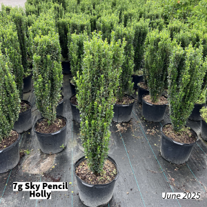 June 2025 7g Sky Pencil Holly Group for Website